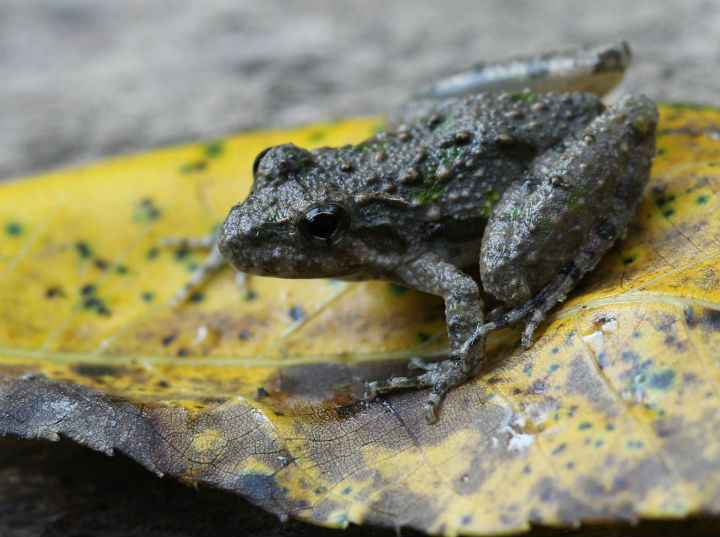 Blanchard�s Cricket Frog